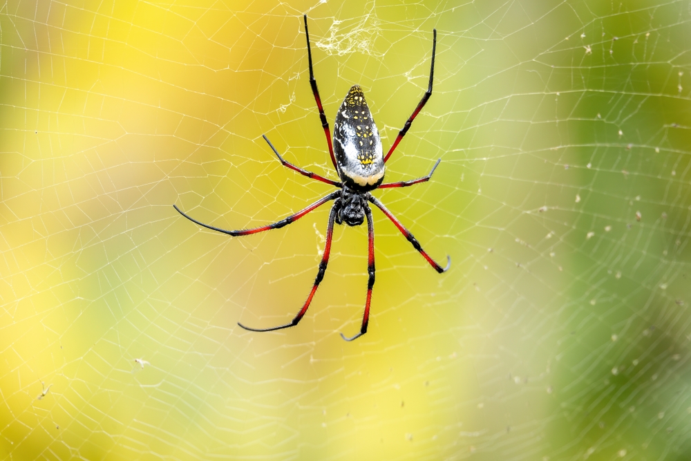 Trichonephila komaci