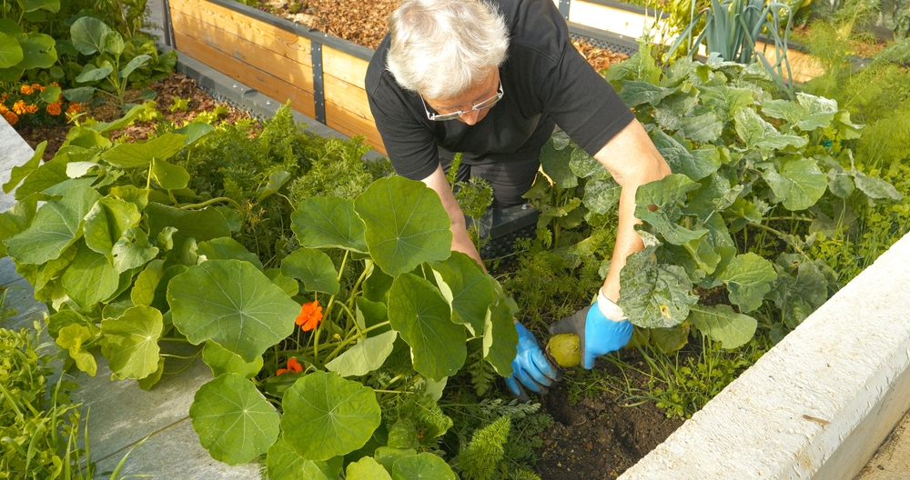 woman picking fresh veg from raised beds in garden