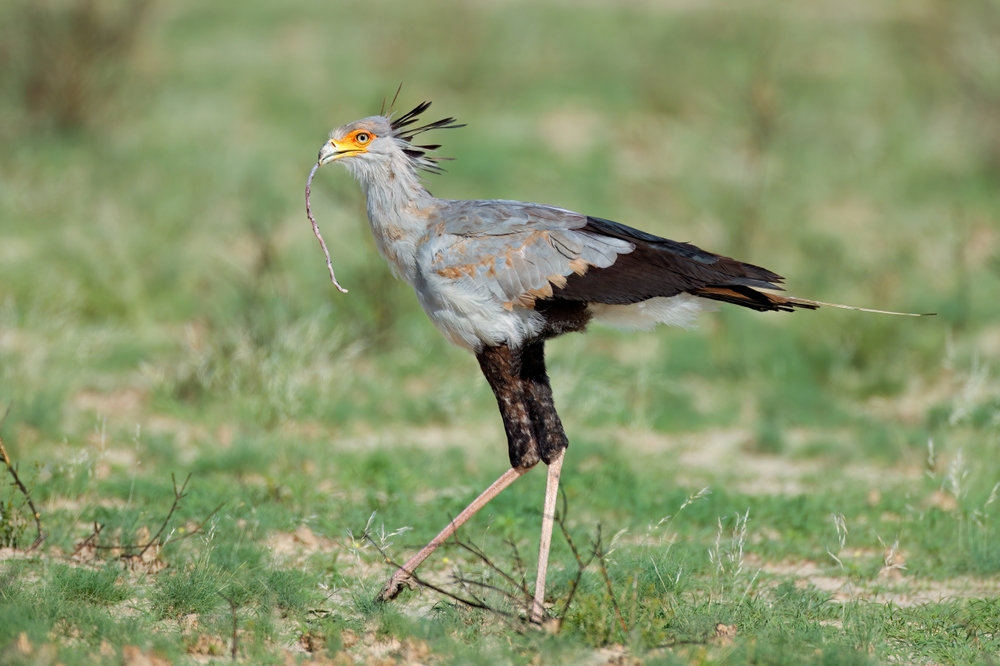 Secretary bird