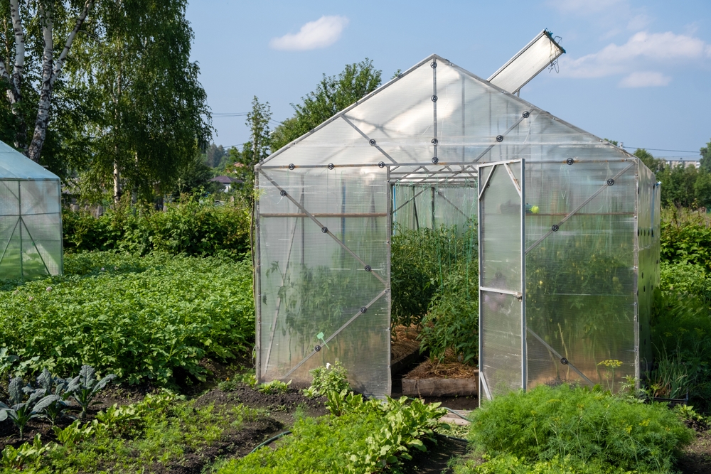 greenhouse in vegetable garden