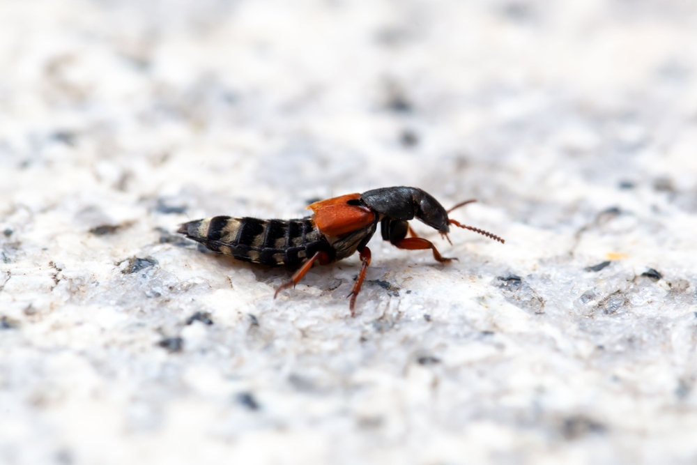 rove beetle