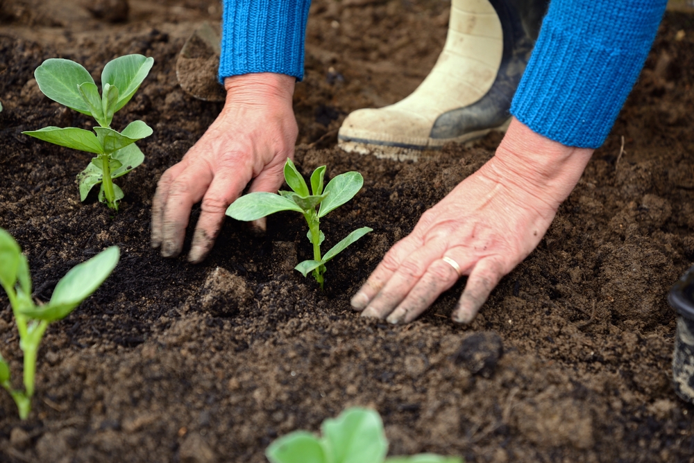 broad bean seedlings