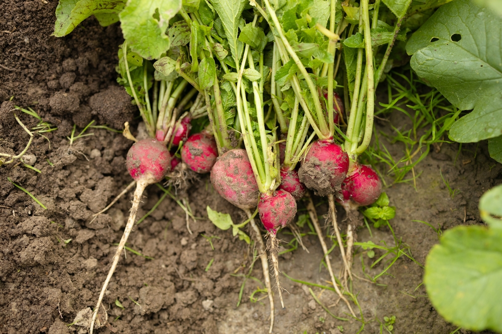 radishes from the garden