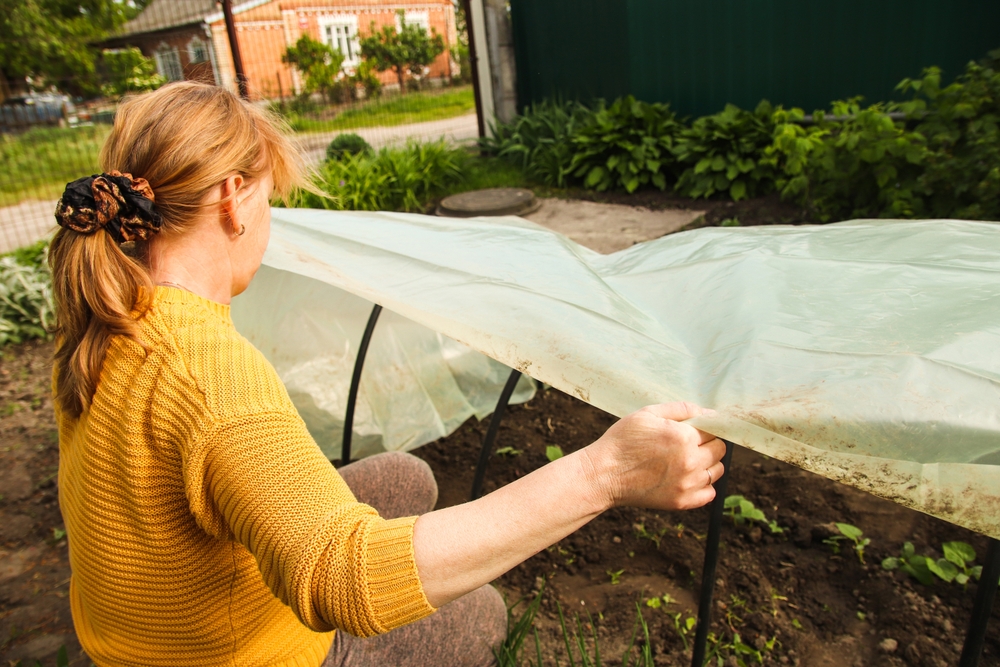planting hardy plants under a poly tunnel