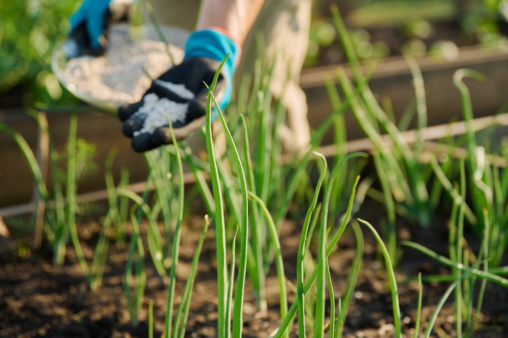 scallions growing in garden