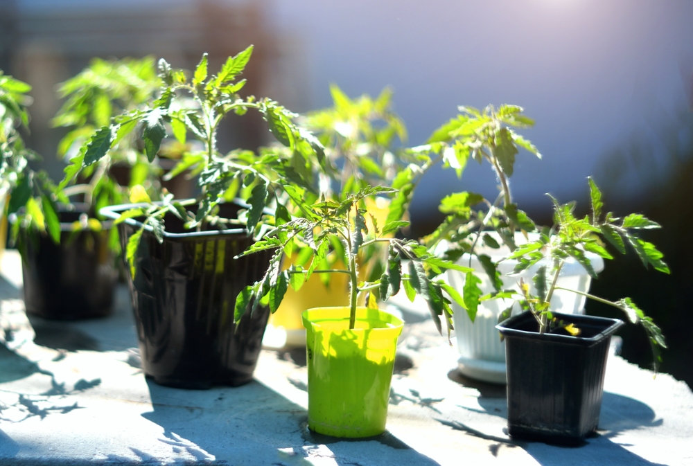 Tomato seedlings in a cold frame