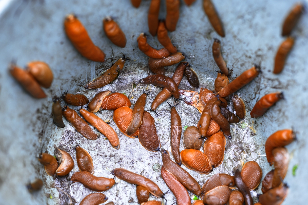 slugs in bucket