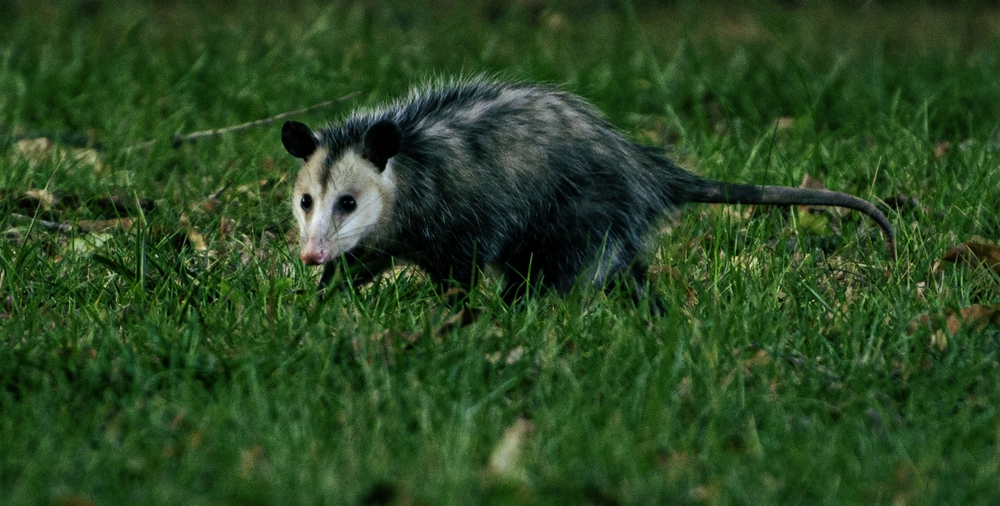 Virginia opossum
