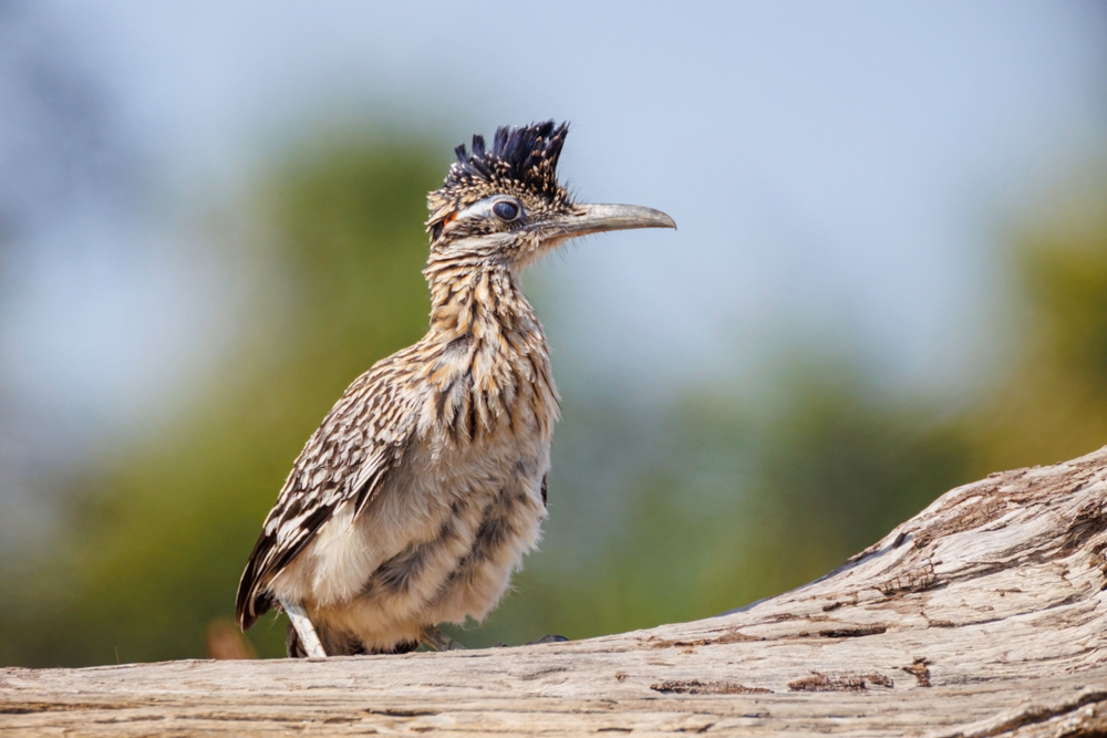 greater roadrunner