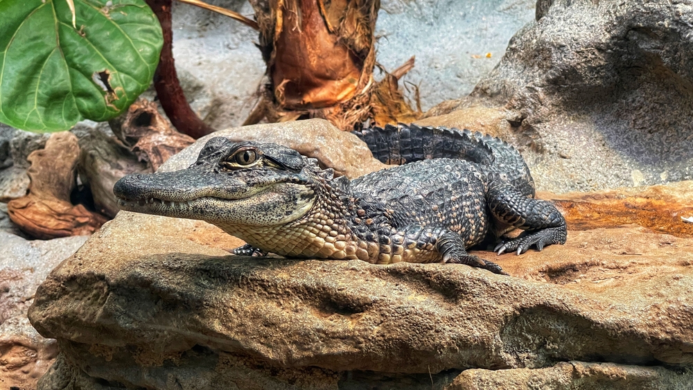American alligator