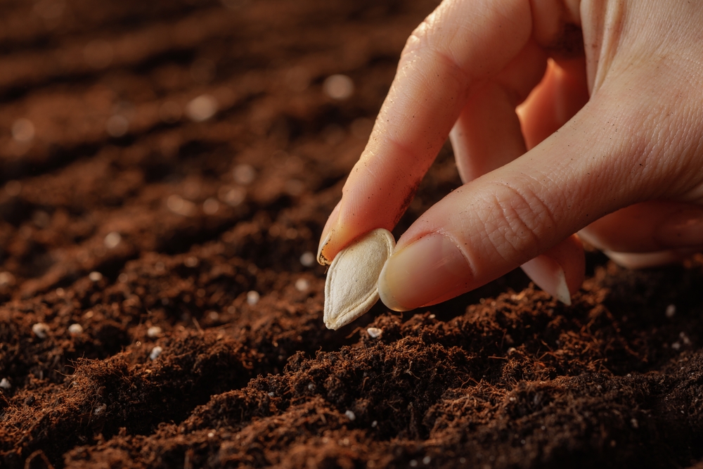 garden seed ready to plant