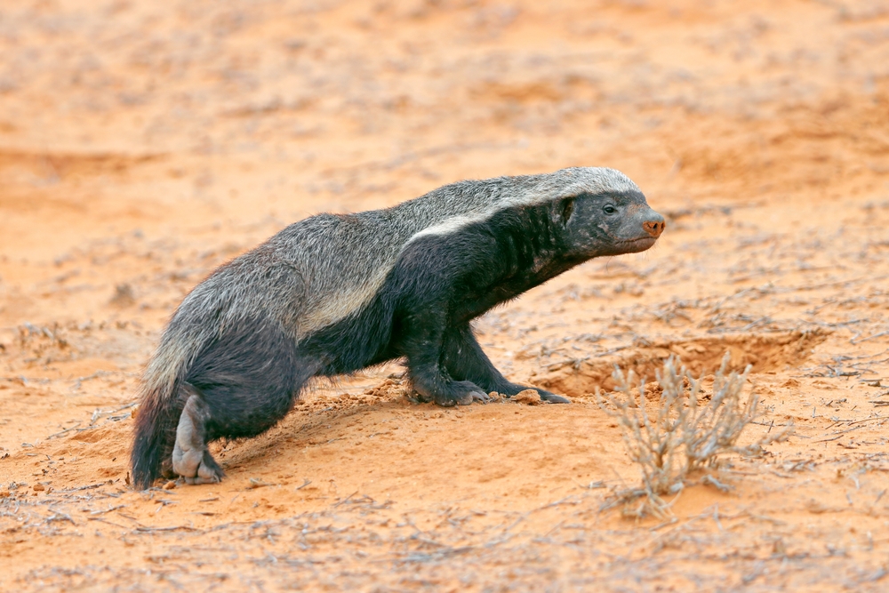 honey badger