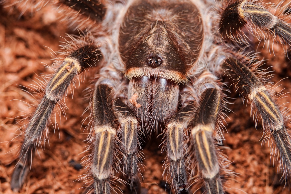 Chaco golden-knee tarantula