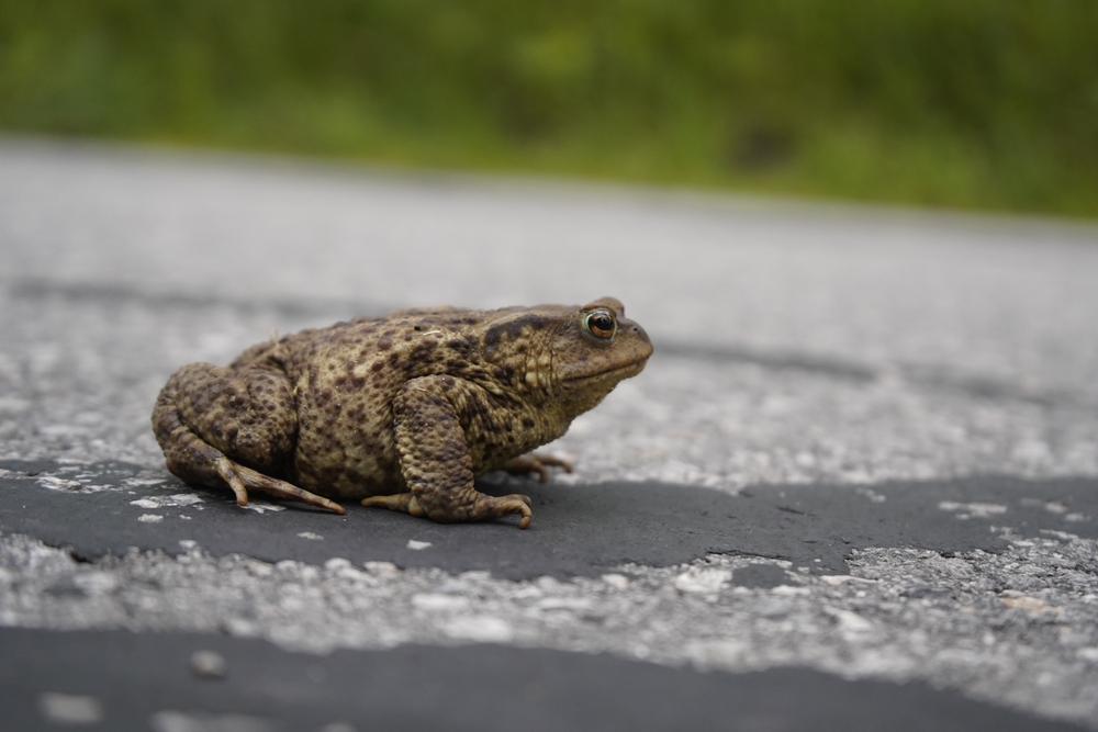 the common toad