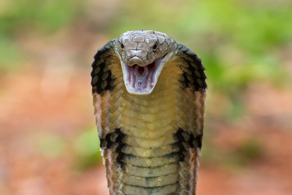 King Cobra