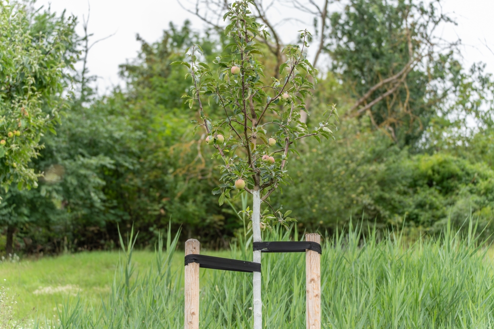 young apple tree