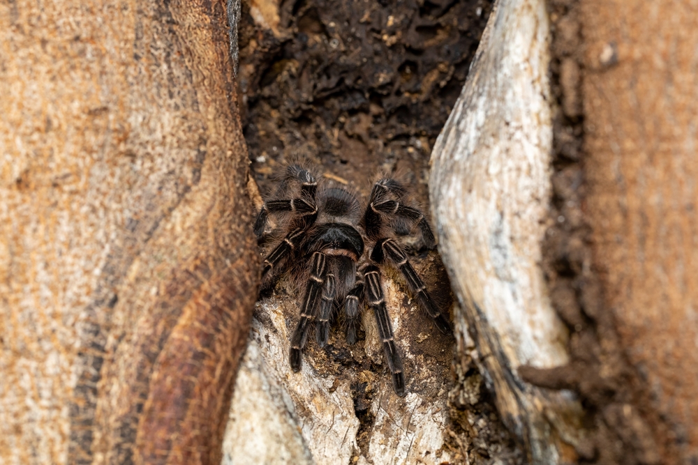Lasiodora parahybana
