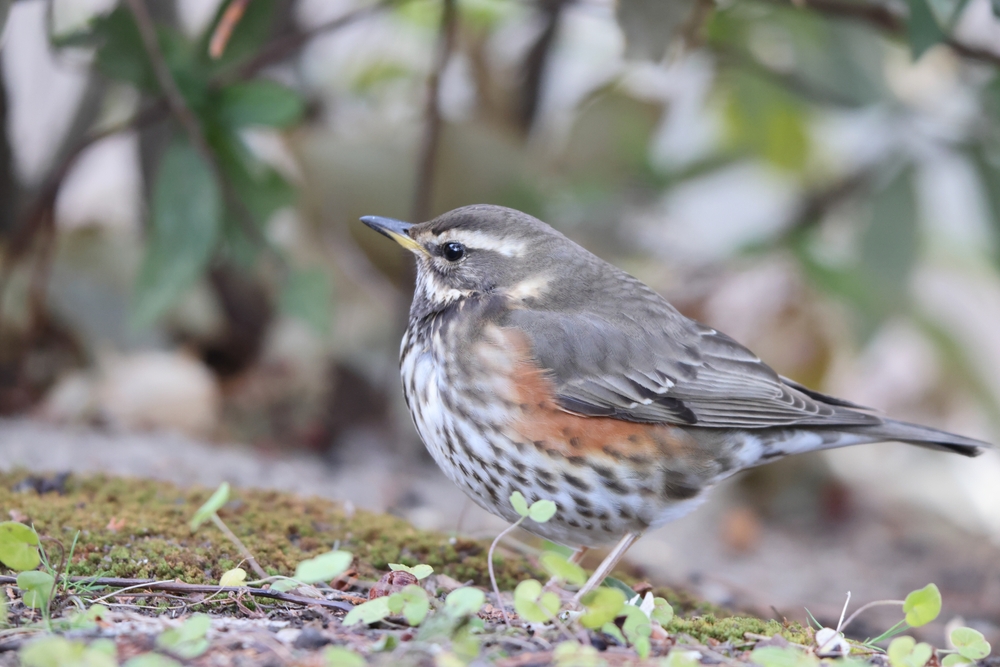the redwing is a member of the thrush family
