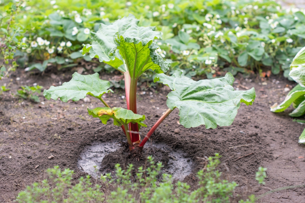 Rhubarb crown growing in garden