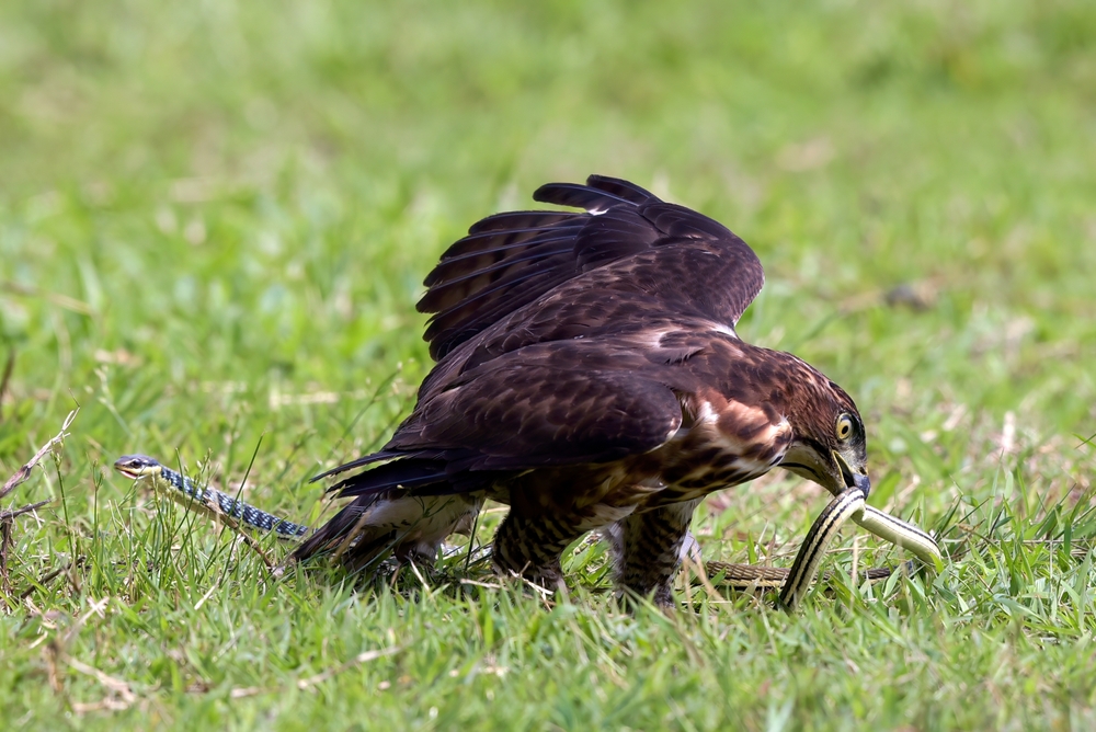 brown snake eagle eating a snake