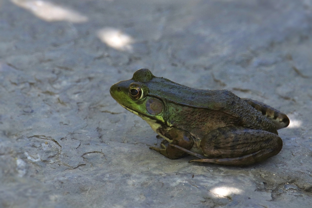American bullfrog