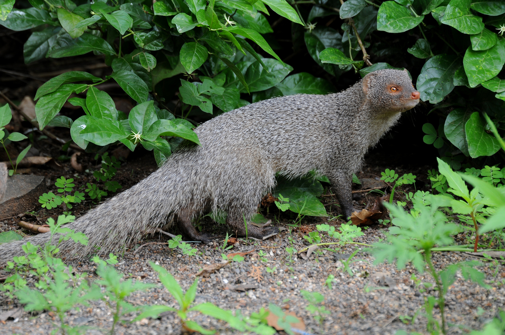 Indian grey mongoose