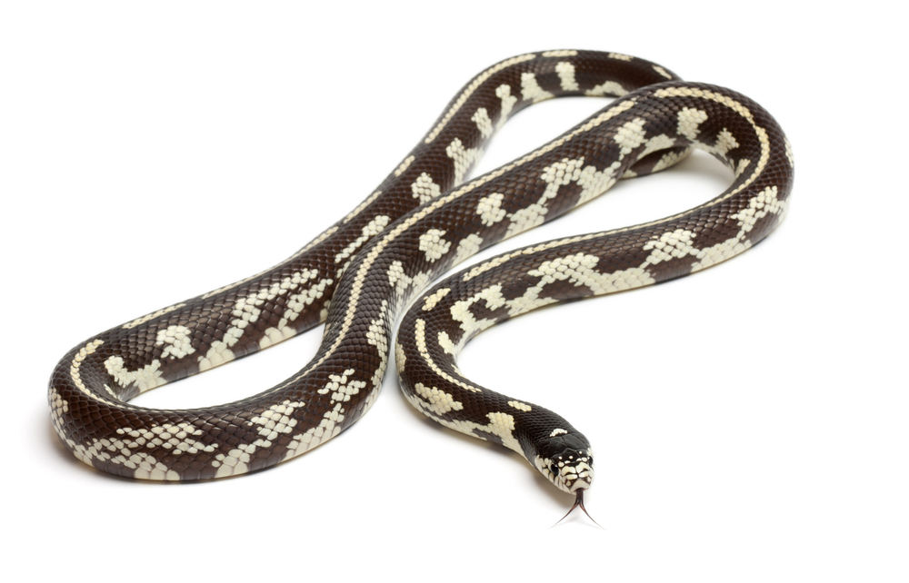 Eastern kingsnake