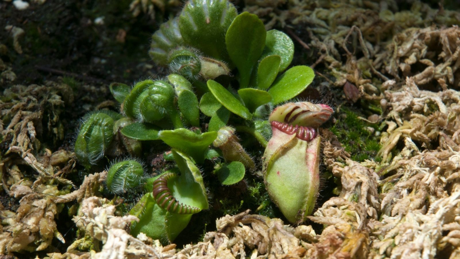 Australian pitcher plant