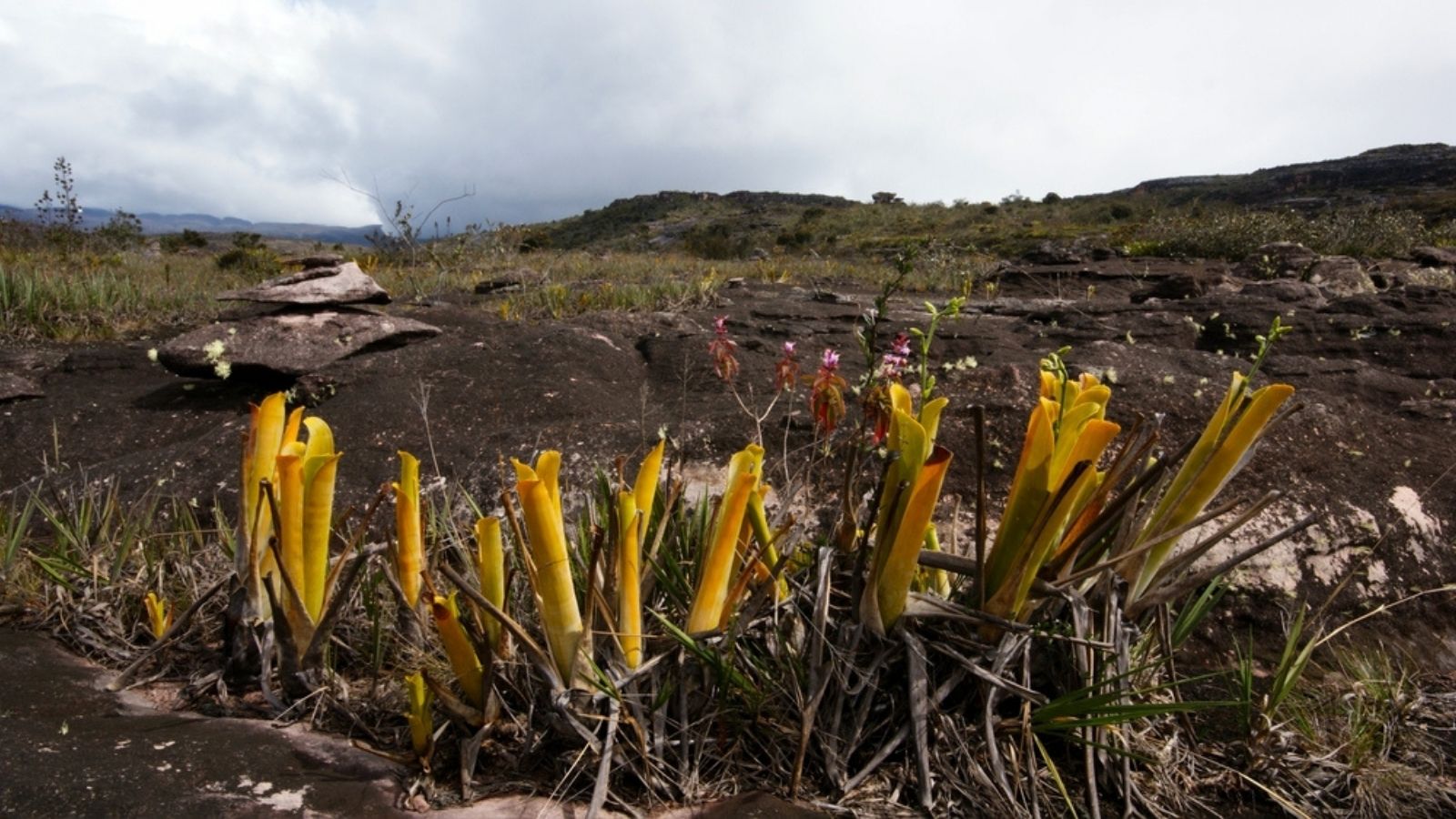 Brocchinia reducta