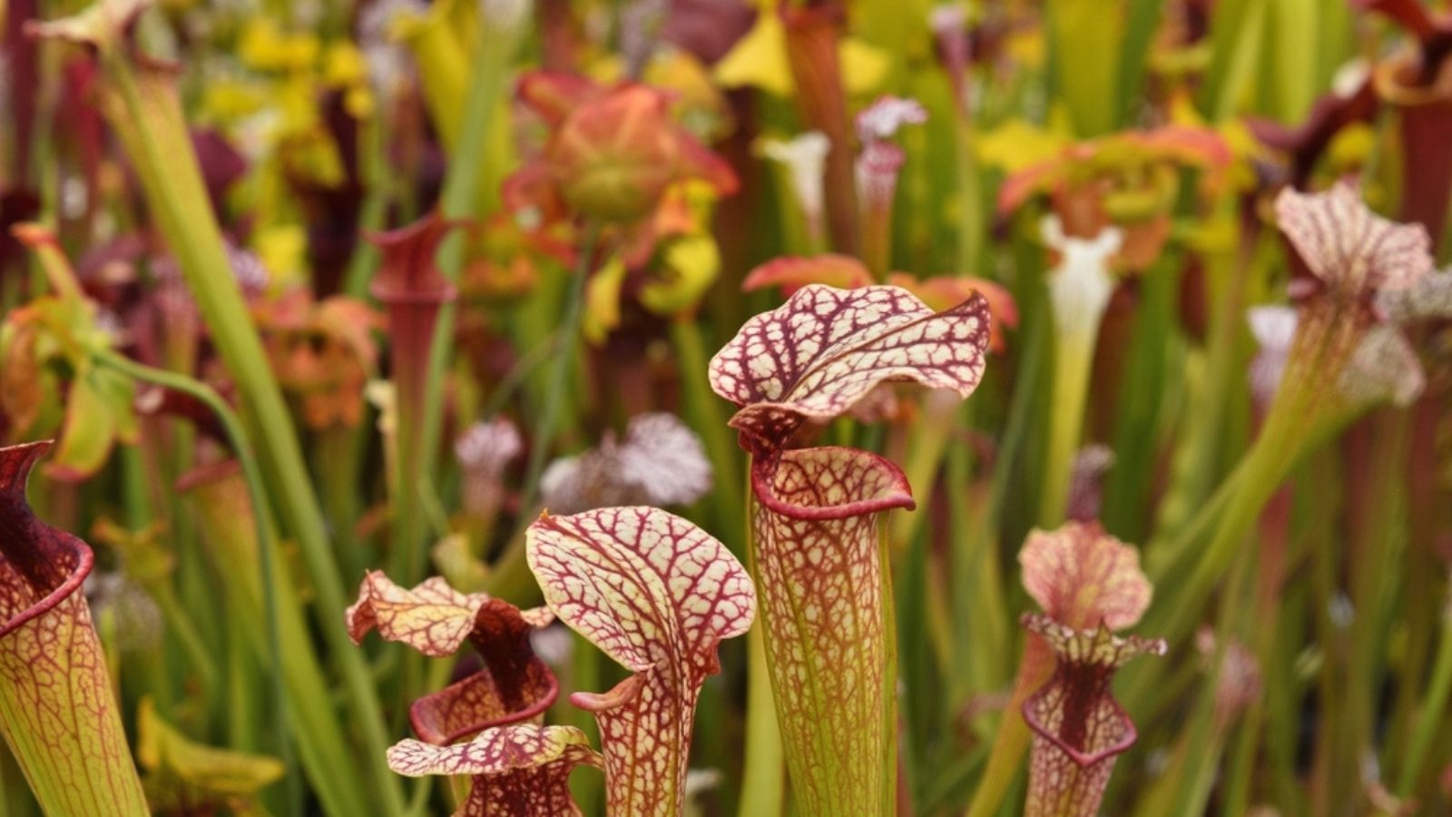 North American pitcher plant