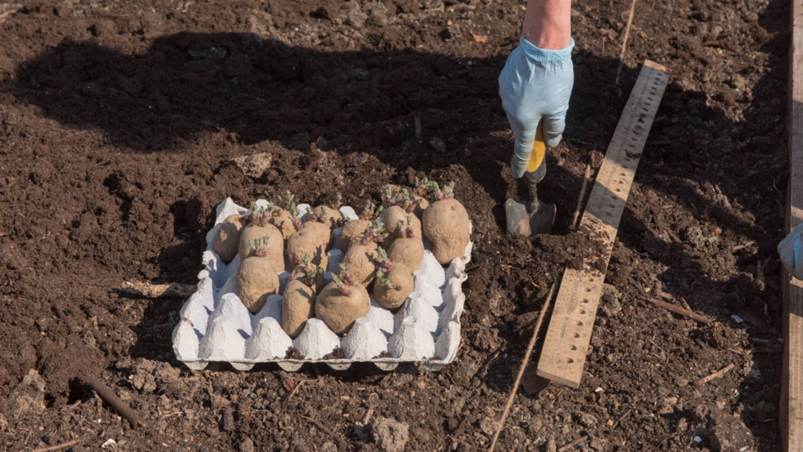 female gardener planting seed potatoes