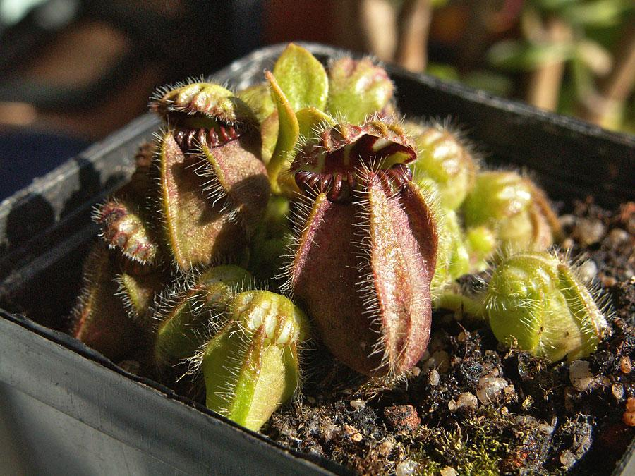 Australian pitcher plant