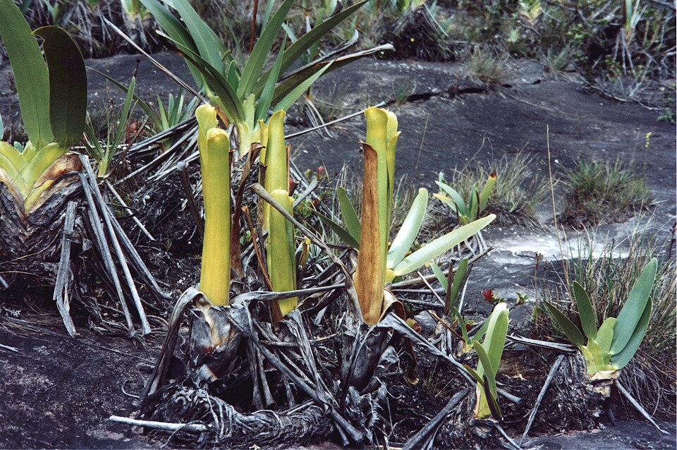 Carnivorous bromeliads