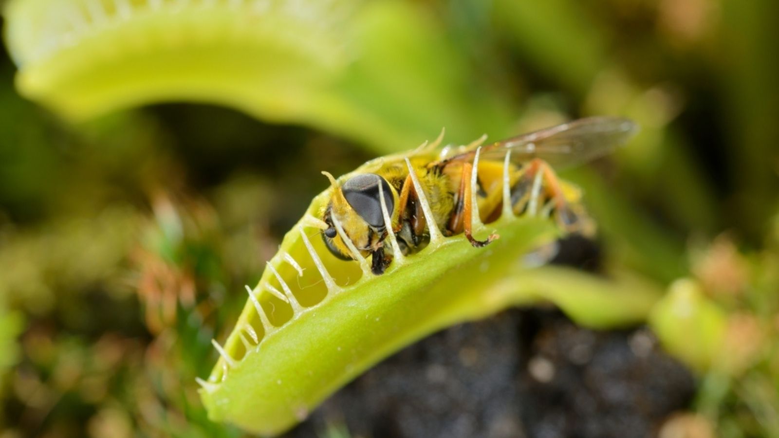 insect caught in venus flytrap