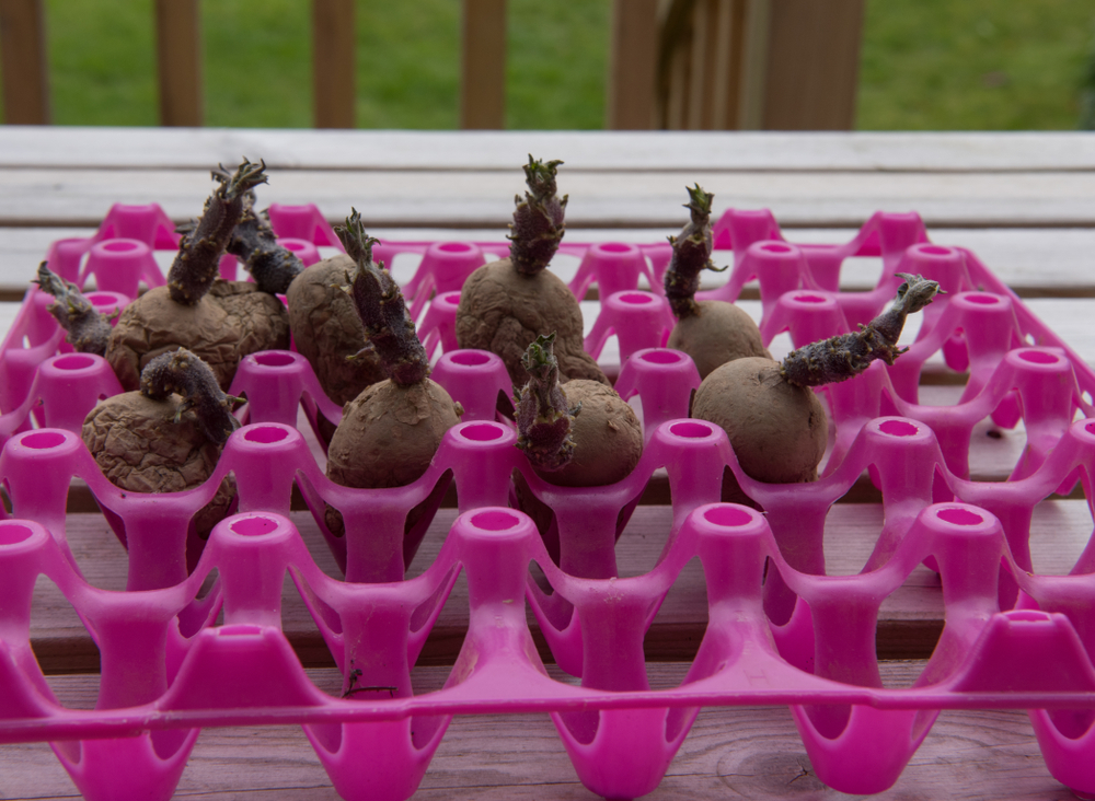 Seed potatoes in egg tray