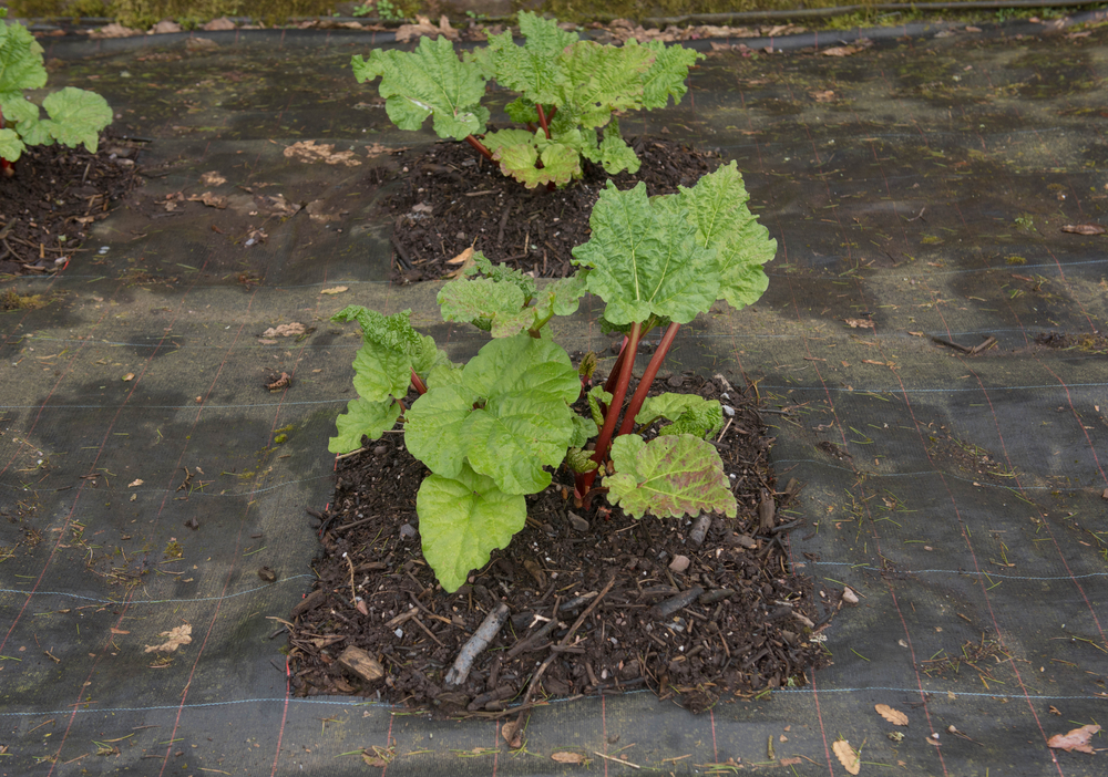mulch around rhubarb