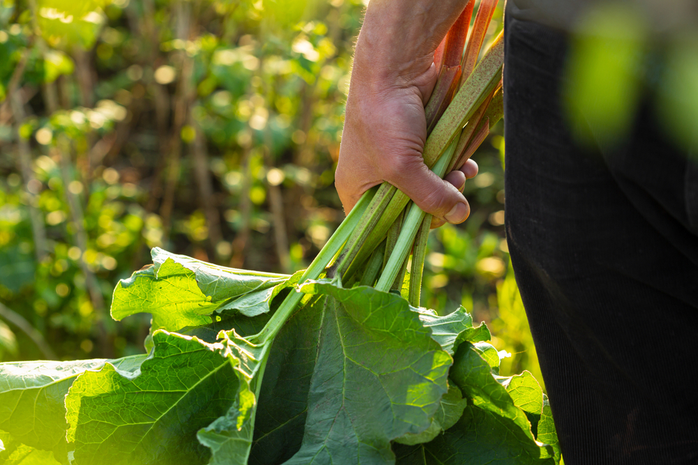 rhubarb freshly harvested