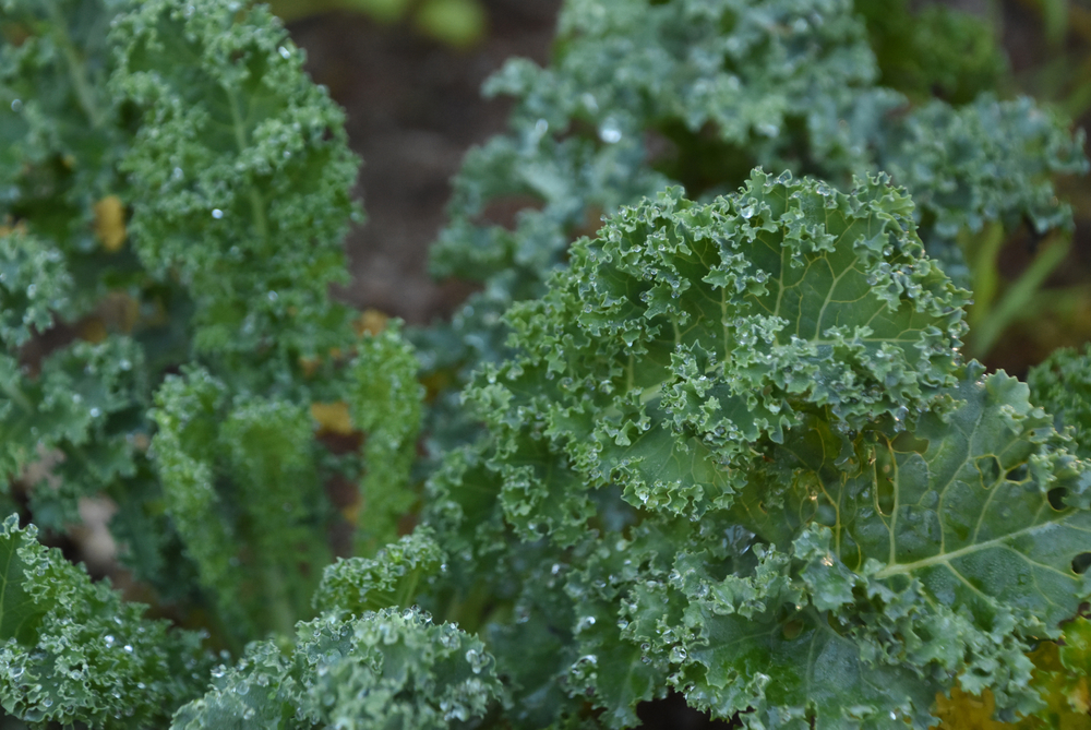 kale growing in garden