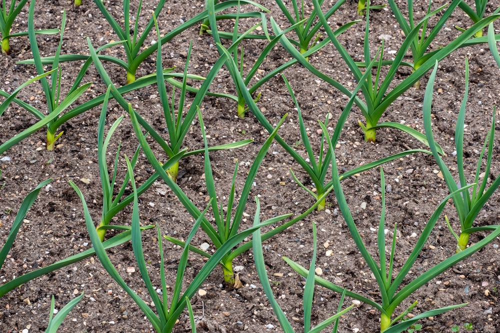 leeks growing in the garden