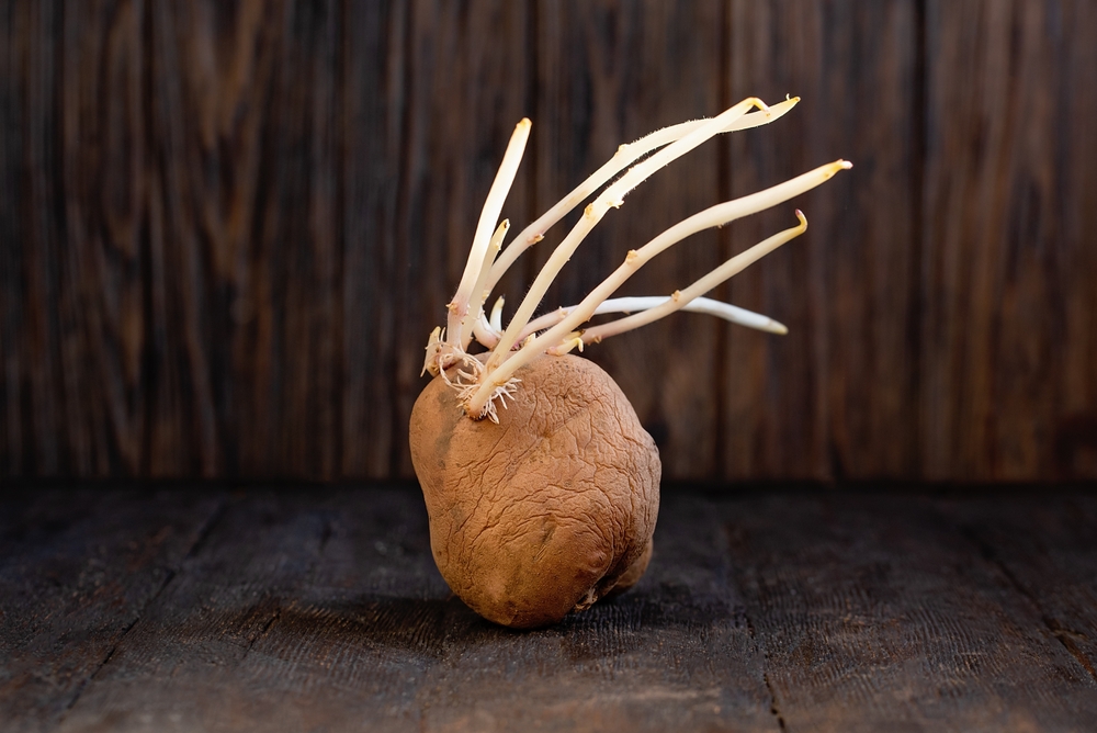 over sprouted chitted potato