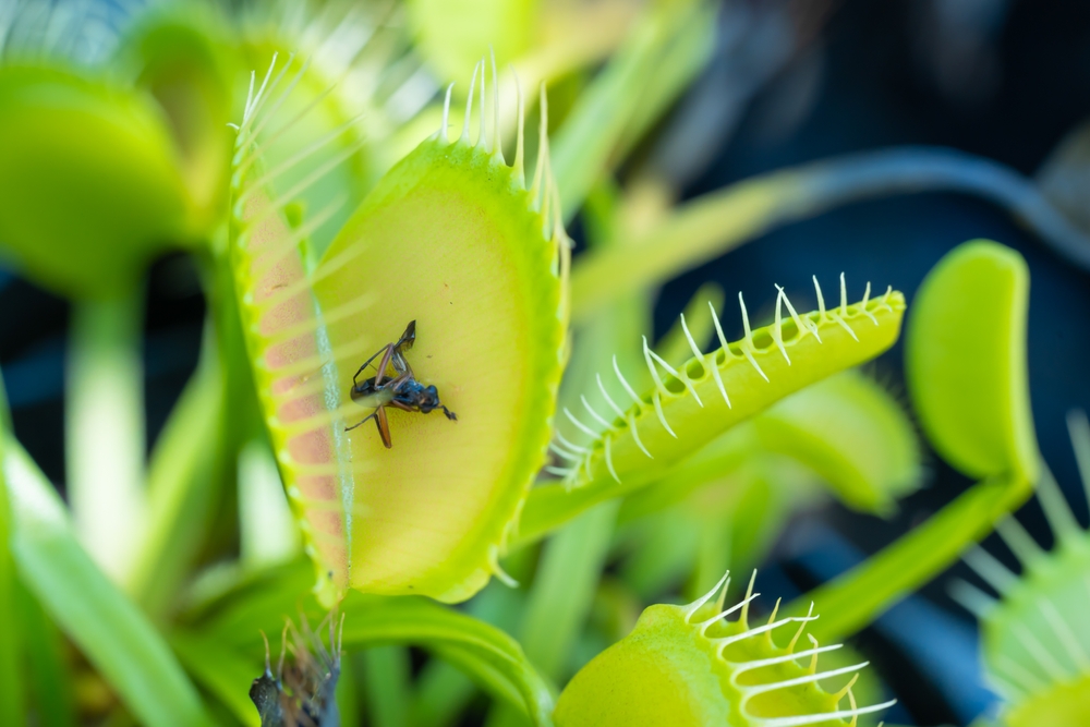 insect in a venus fly trap