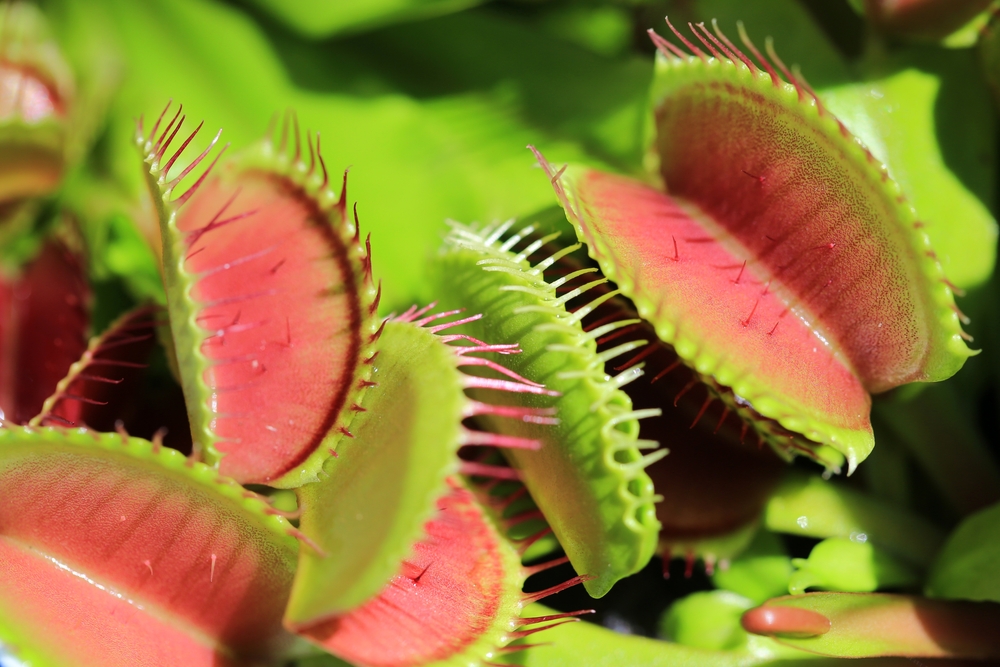 Venus flytrap