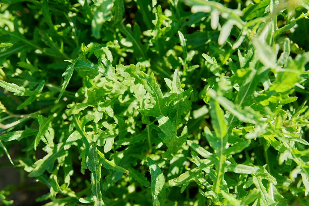 Arugula growing in garden