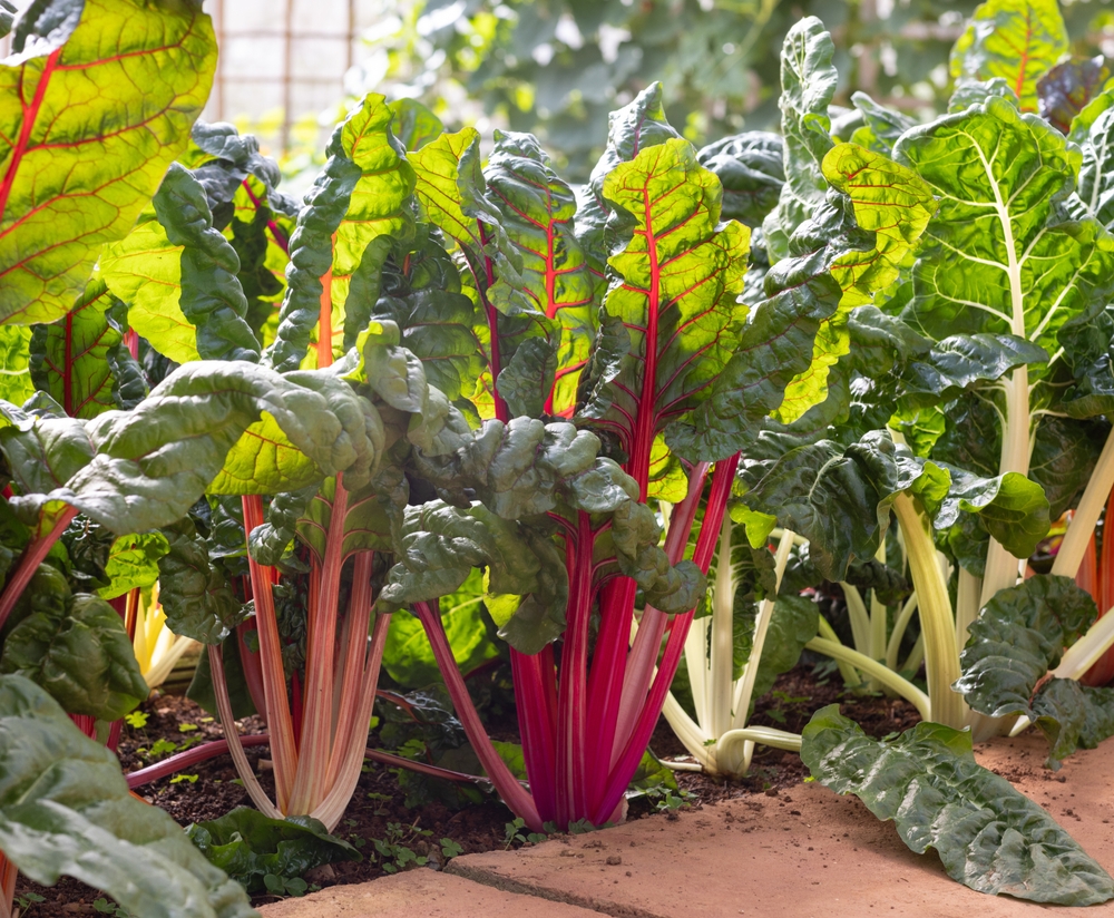 swiss chard plants growing in garden