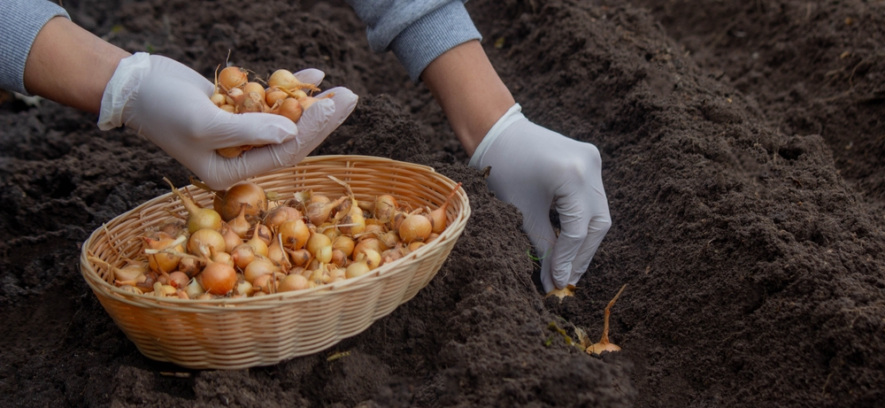 planting bulb onions in the ground