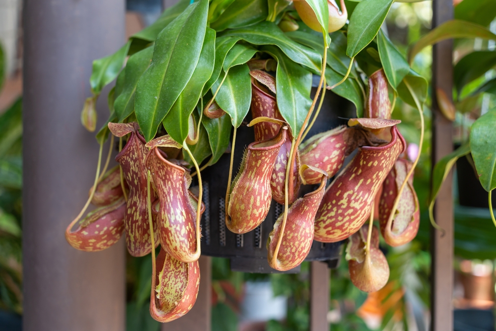 Tropical pitcher plant