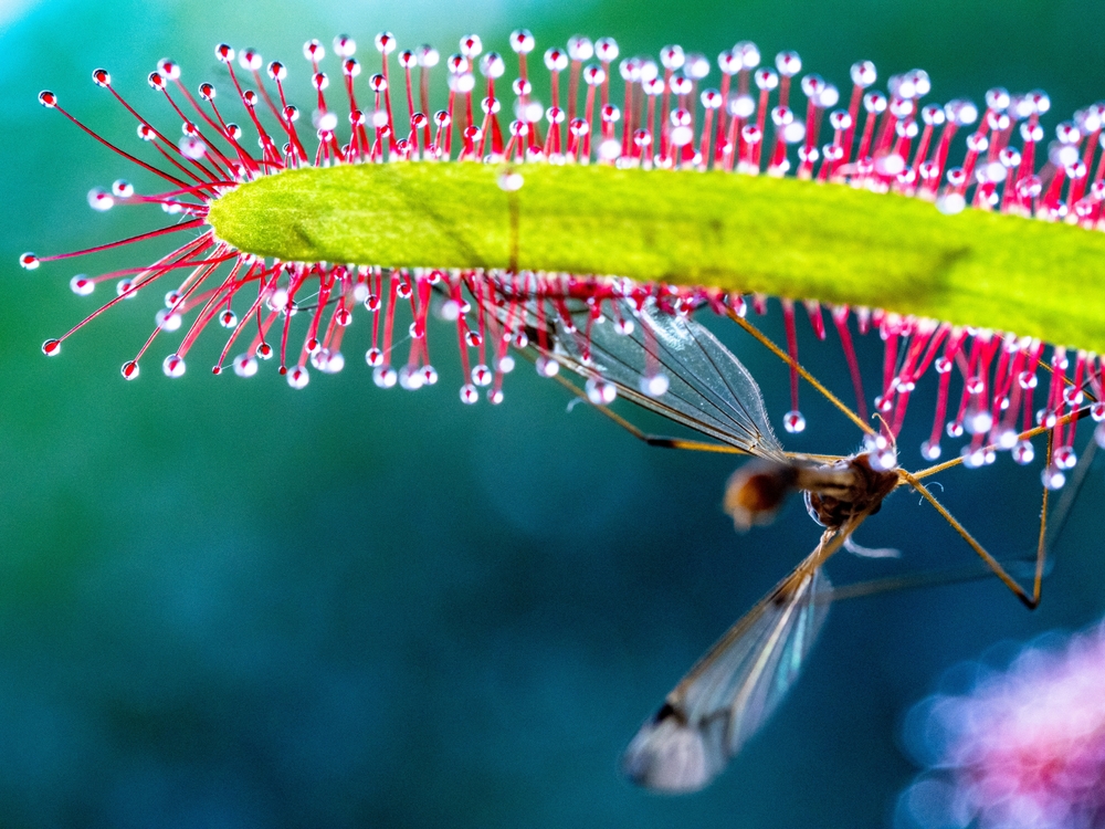 sundews