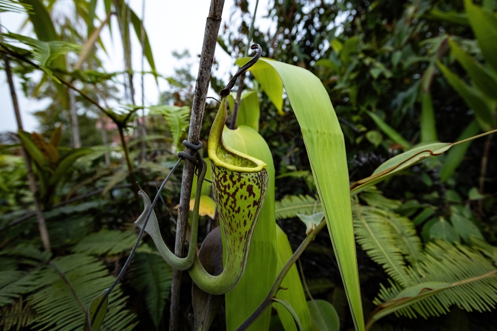 Tree-shrew toilet pitcher
