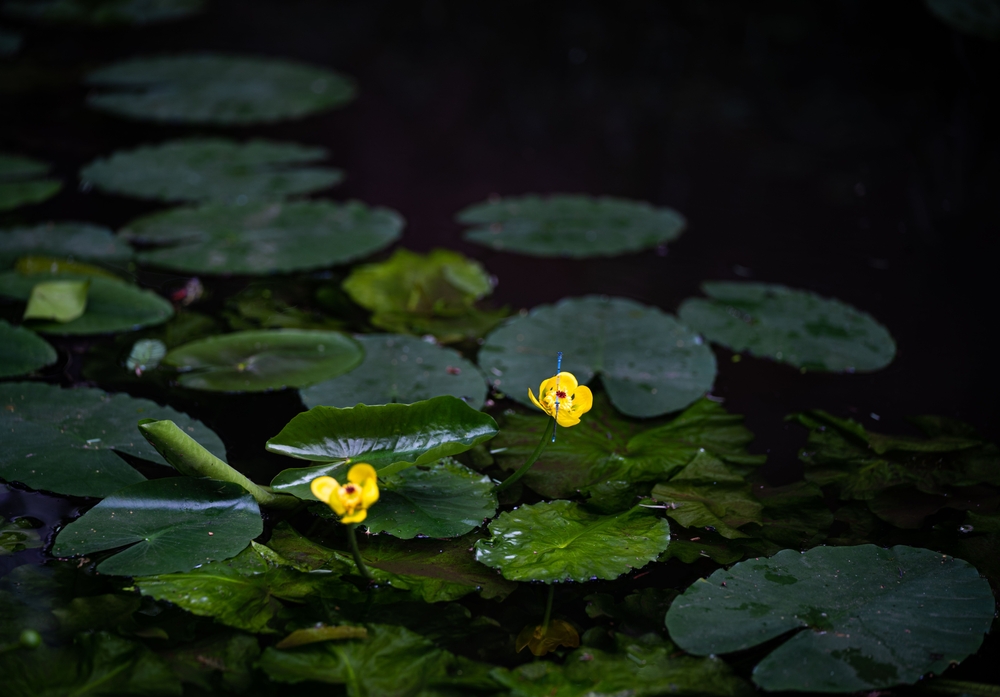 bladderwort on lilypad