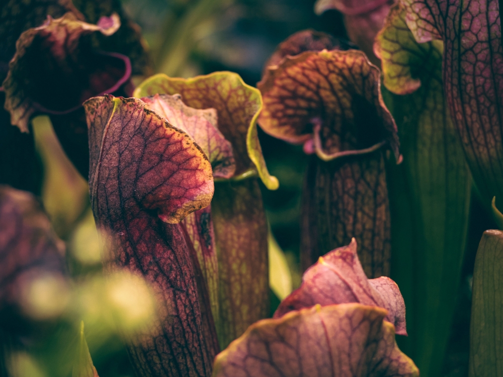 North American pitcher plant